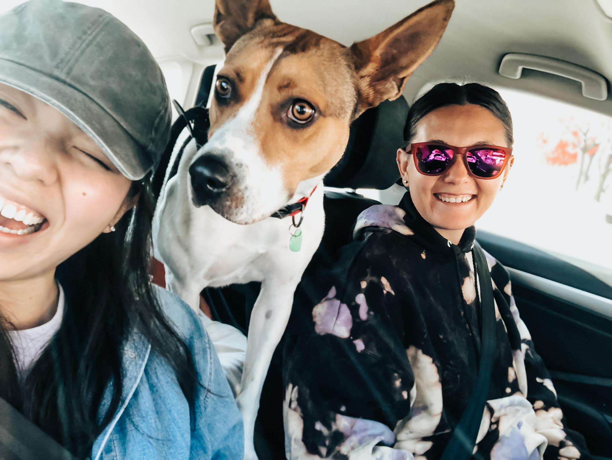 Enlarge Franny, a Adoptable mixed breed in Lenexa, KS image 3/6