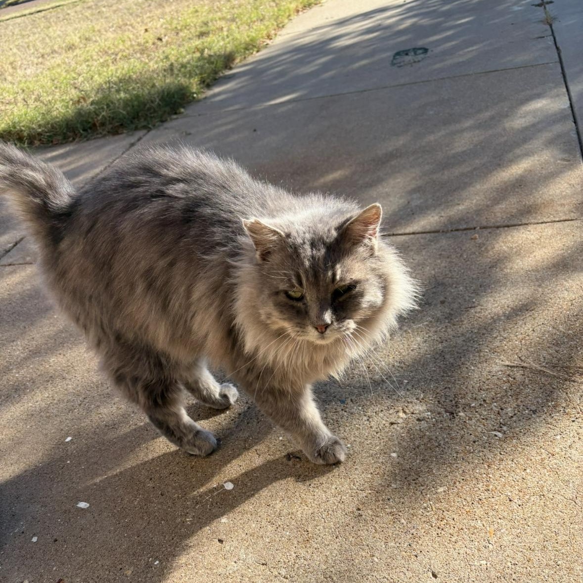 Enlarge Smokey, a ADOPTABLE Domestic Long Hair in Lubbock, TX image 3/3