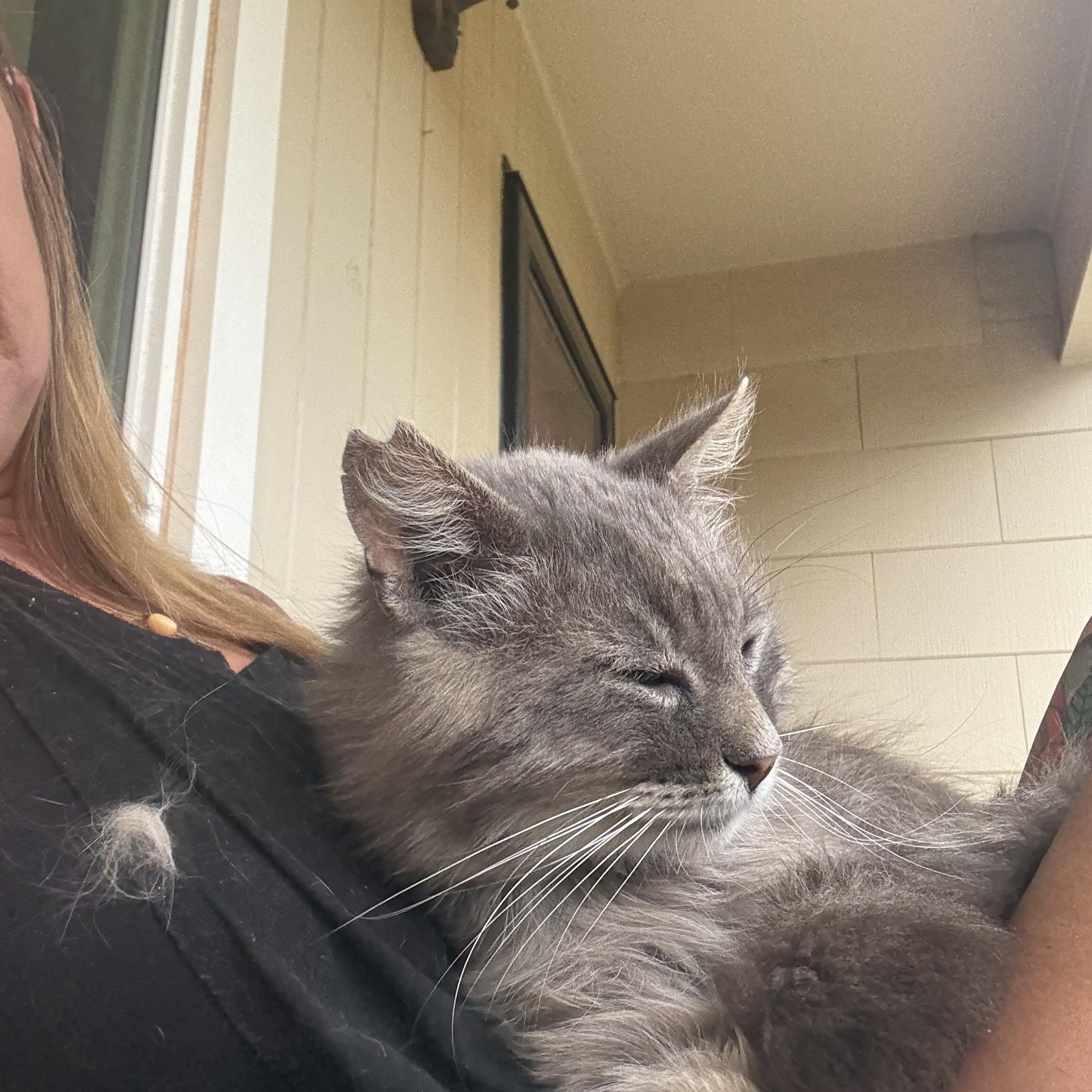 Enlarge Smokey, a ADOPTABLE Domestic Long Hair in Lubbock, TX image 2/3