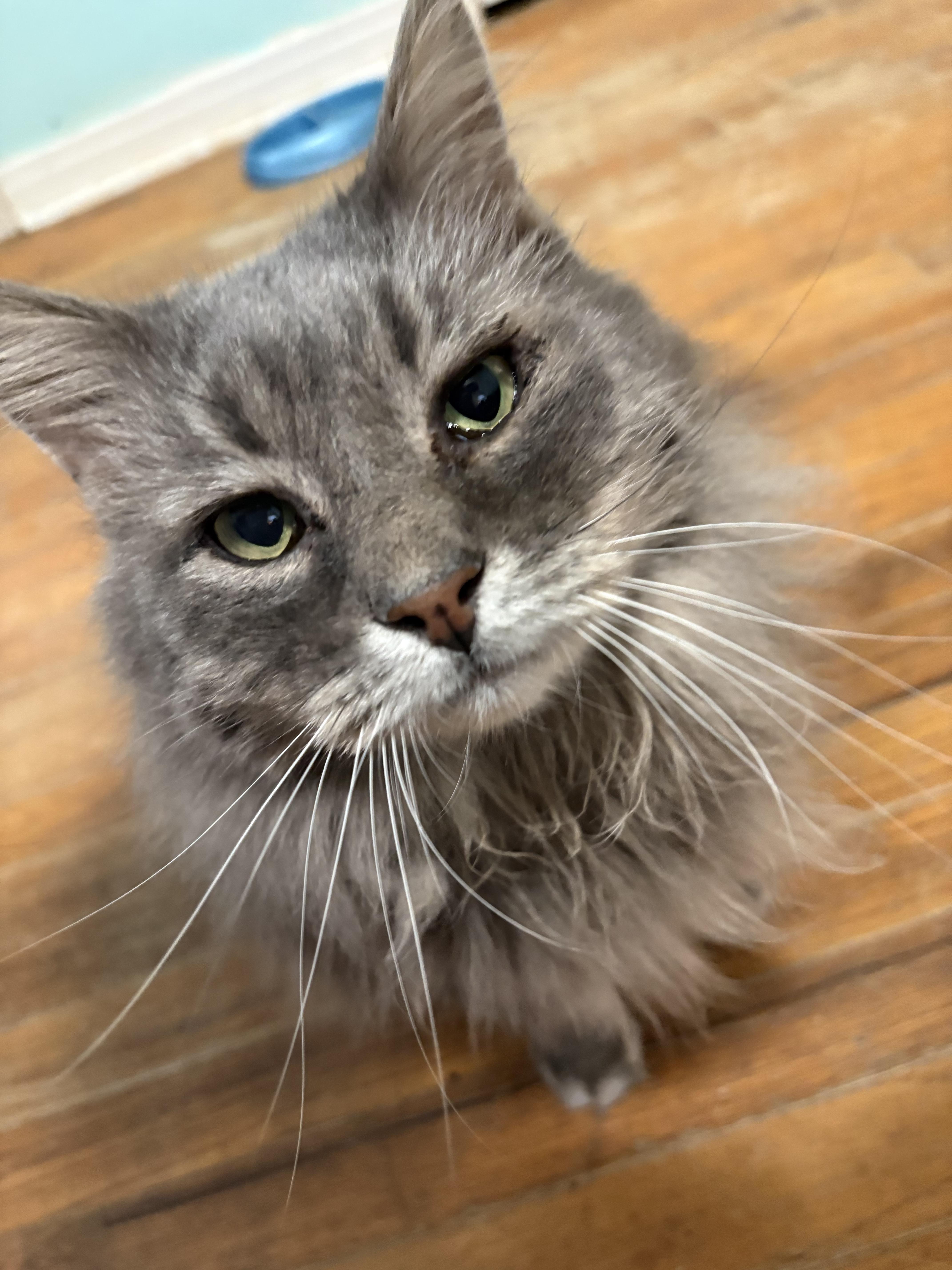 Smokey, ADOPTABLE, Adult Male Domestic Long Hair.
