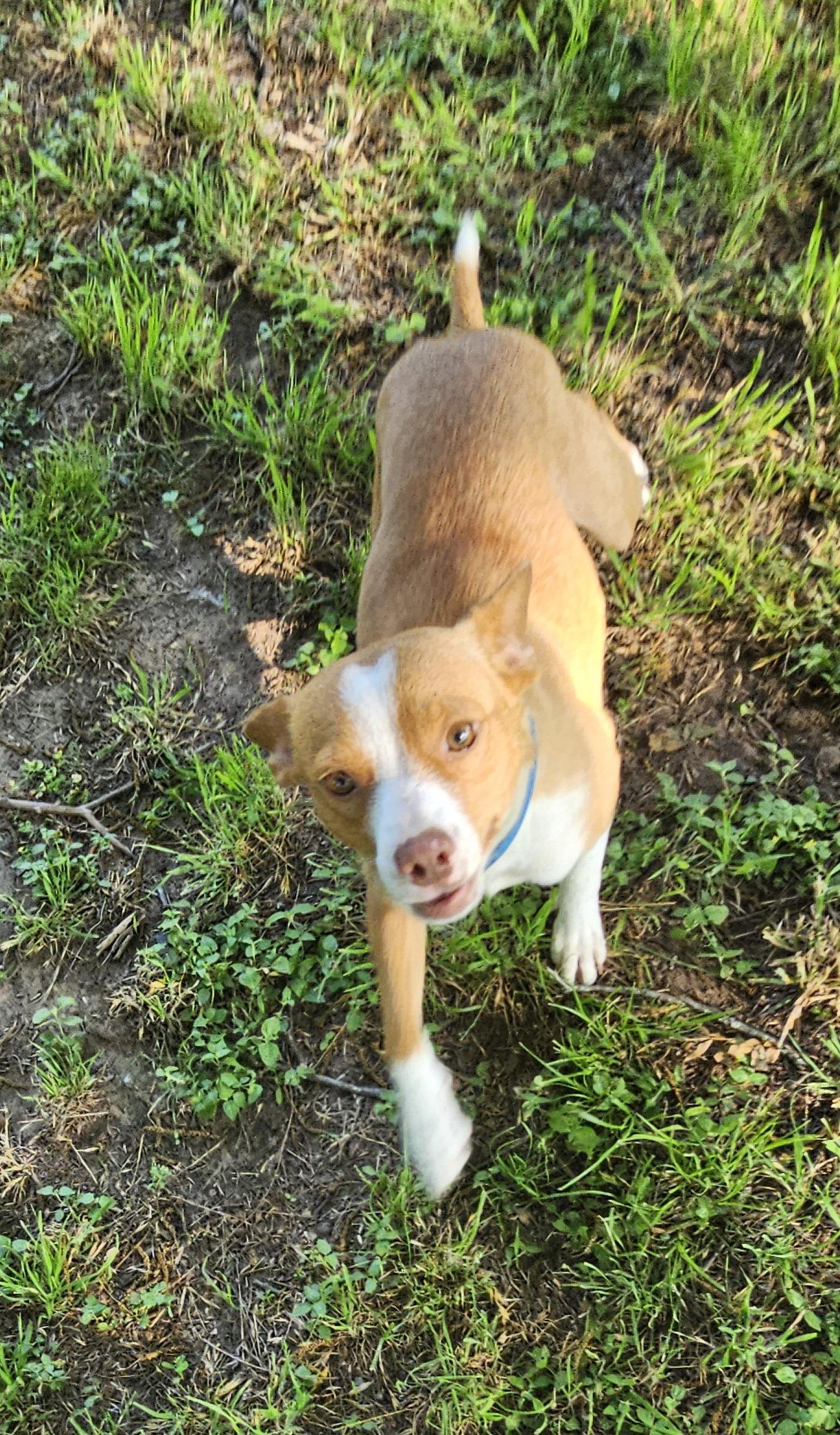Enlarge Trixie, a ADOPTABLE mixed breed in Dallas, TX image 4/6