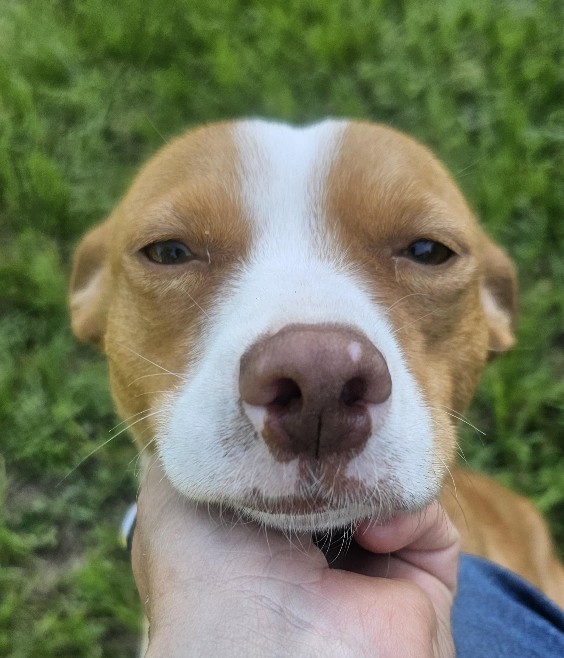 Enlarge Trixie, a ADOPTABLE mixed breed in Dallas, TX image 2/6