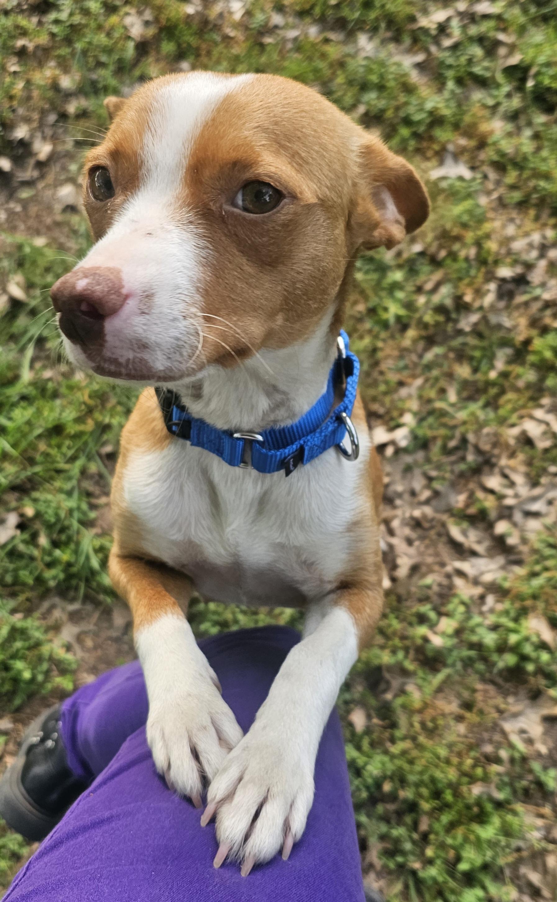 Enlarge Trixie, a ADOPTABLE mixed breed in Dallas, TX image 1/6