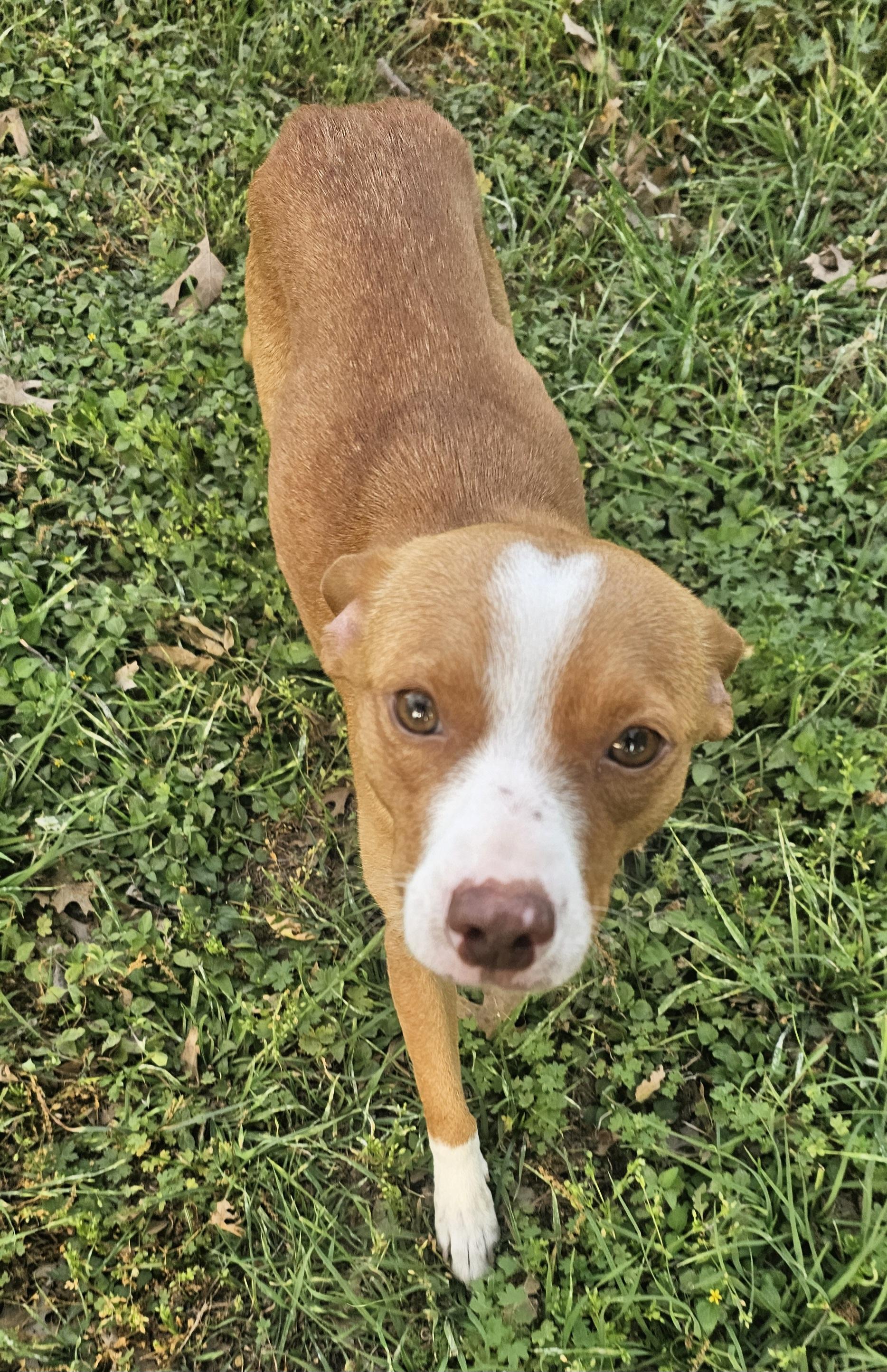 Enlarge Trixie, a ADOPTABLE mixed breed in Dallas, TX image 3/6