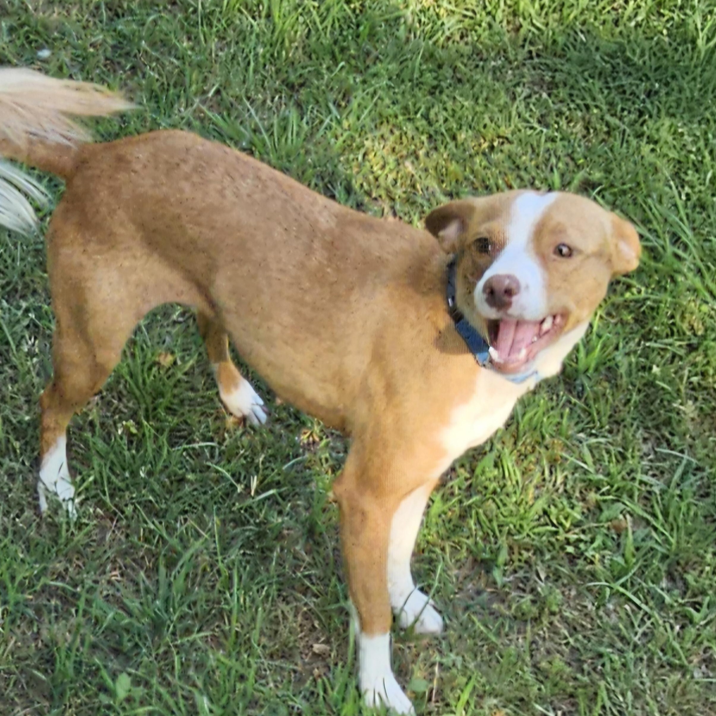Trixie, ADOPTABLE, Adult Female Terrier.