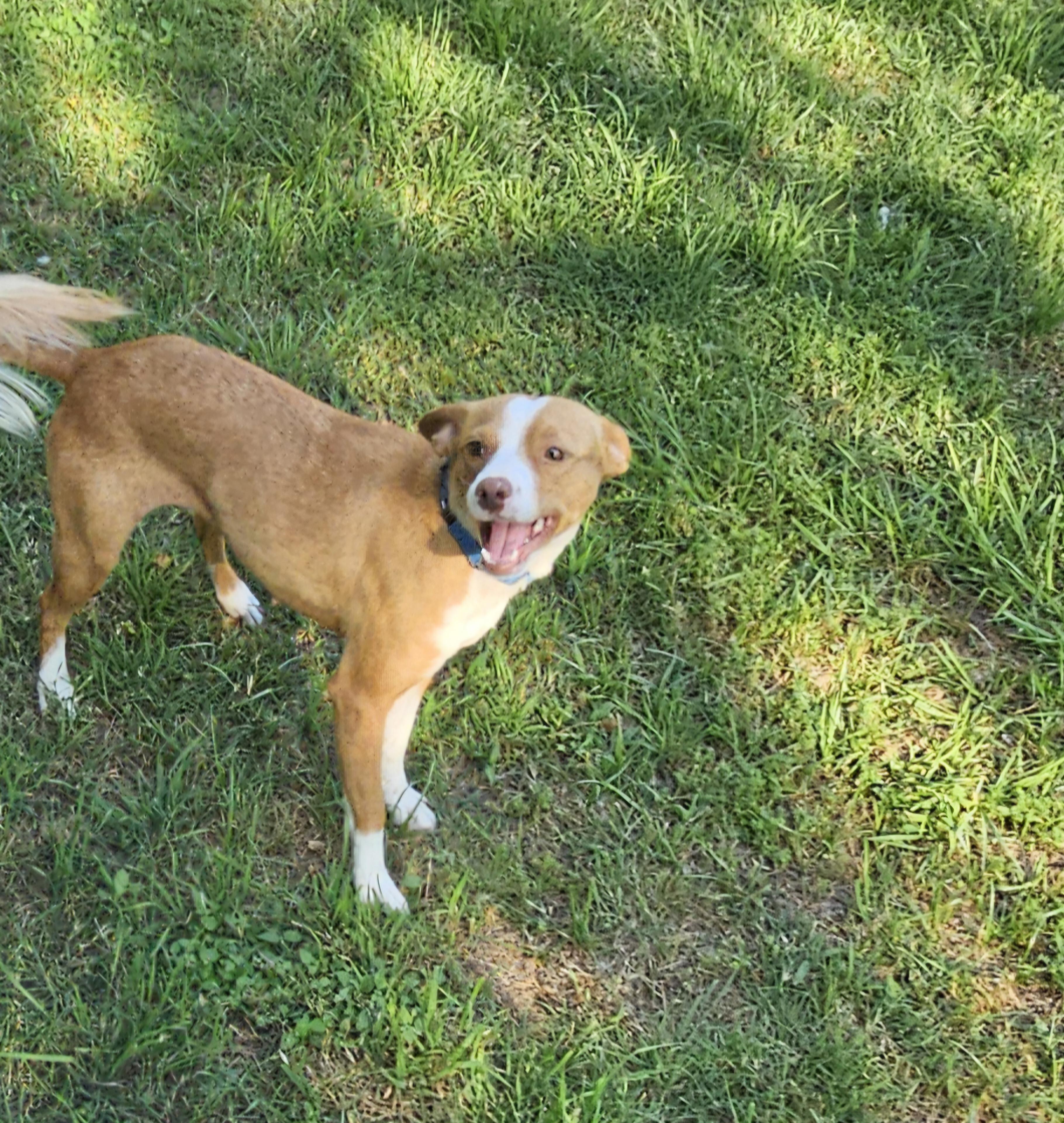 Enlarge Trixie, a ADOPTABLE mixed breed in Dallas, TX image 6/6