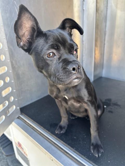 MOXY, Adoptable, Puppy Female Boston Terrier.