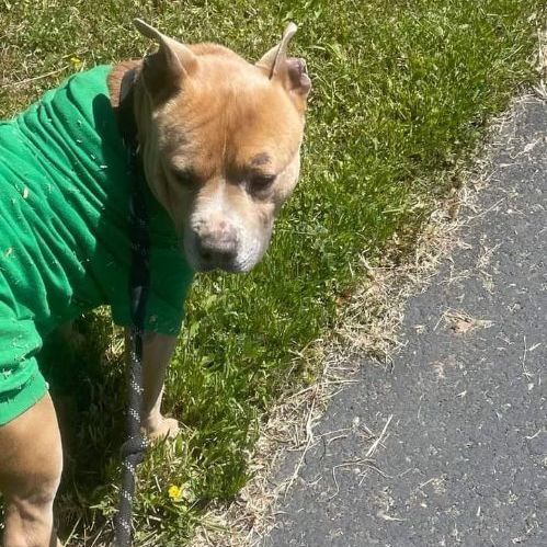 Oh Romeo!!, Young Male American Staffordshire Terrier