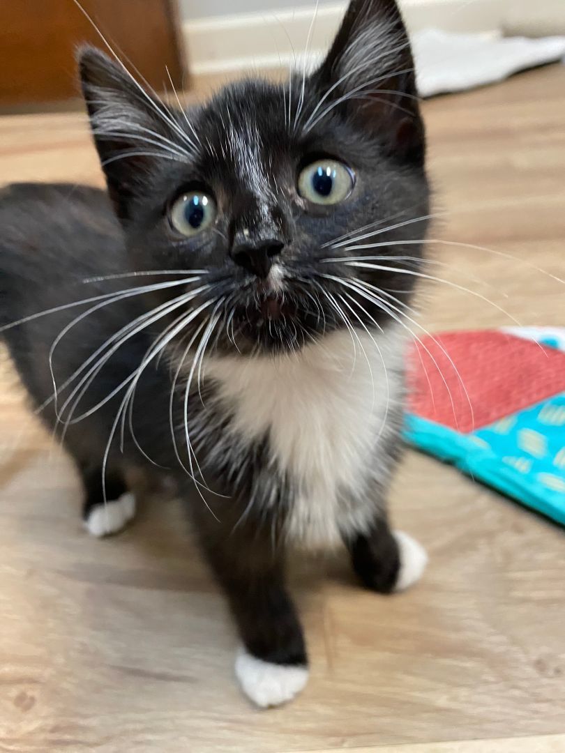 Pickles and Pepper, Adopted, Kitten Male Tuxedo.