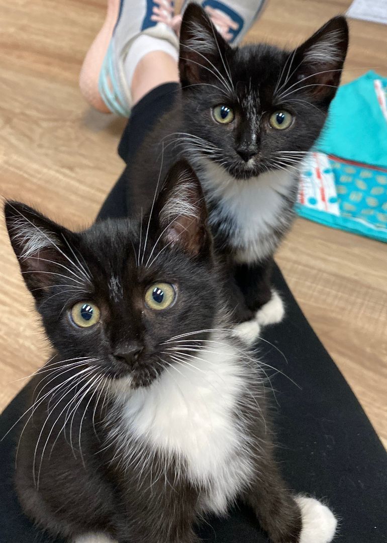 Pickles and Pepper, a Adopted Tuxedo in Monroe, NC image 2/3