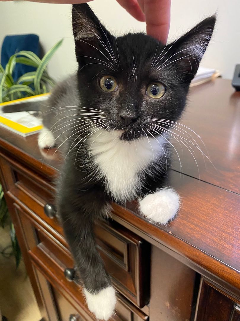 Pickles and Pepper, a Adopted Tuxedo in Monroe, NC image 3/3