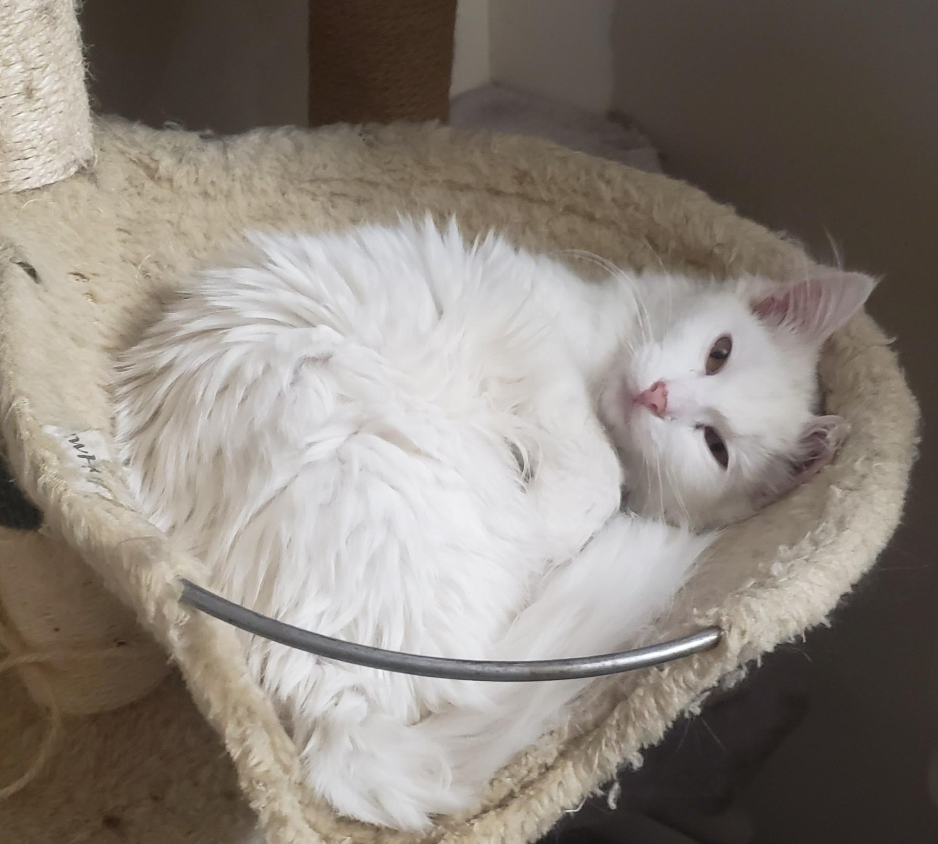 Enlarge Paloma, an adopted mixed breed in Victorville, CA image 2/4