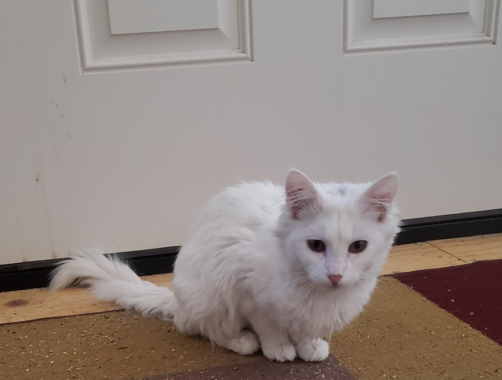 Enlarge Paloma, an adopted mixed breed in Victorville, CA image 3/4