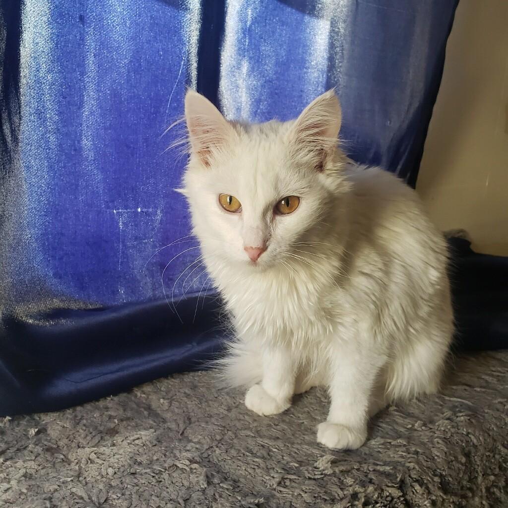 Paloma, adopted, Kitten Female Domestic Long Hair.