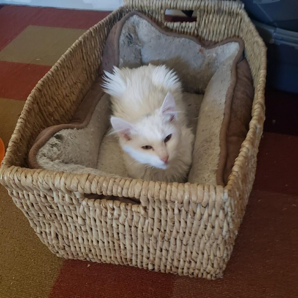 Enlarge Paloma, an adopted mixed breed in Victorville, CA image 4/4