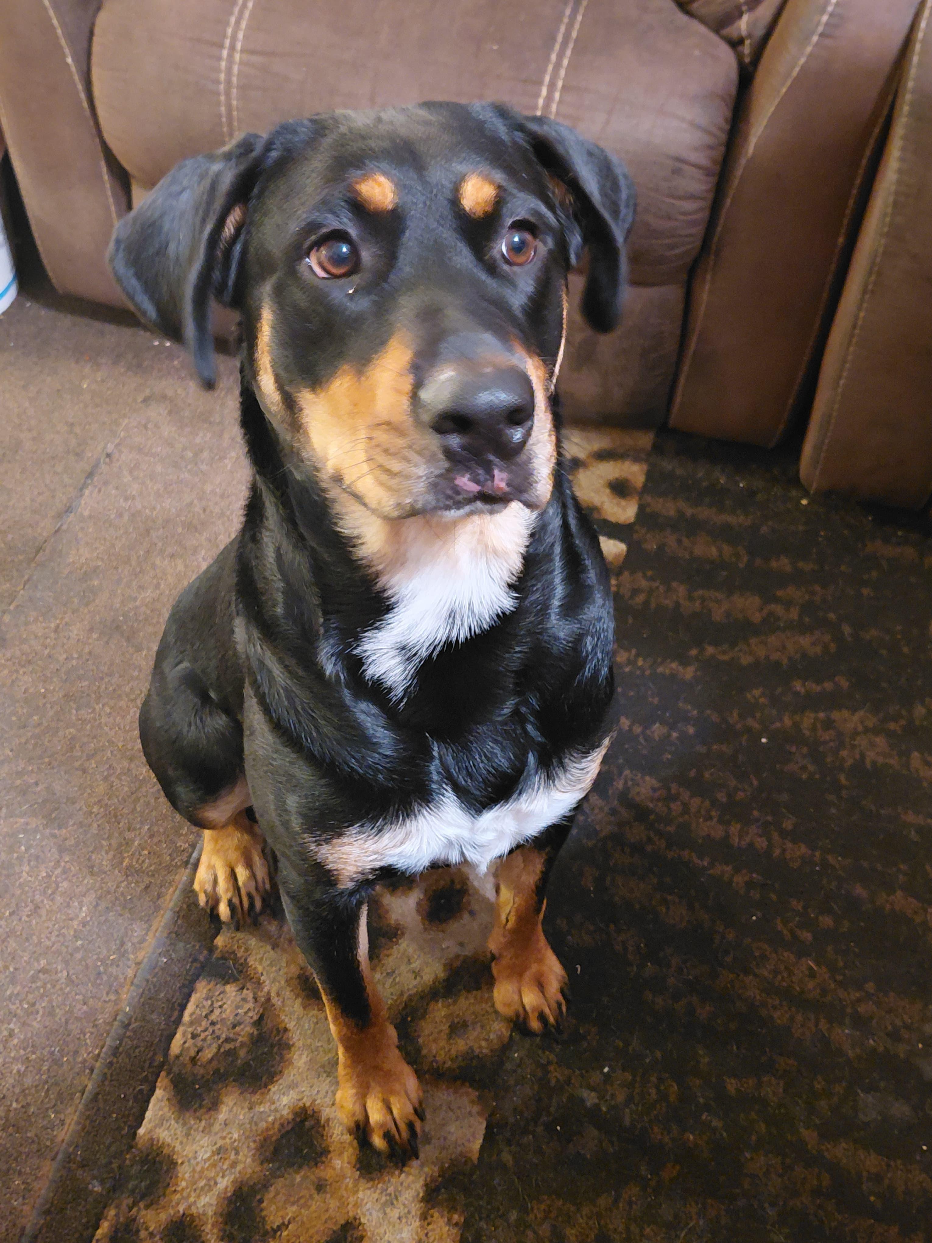 Enlarge Bellmi (Owner Assist), a Adoptable mixed breed in Tracy, CA image 1/1