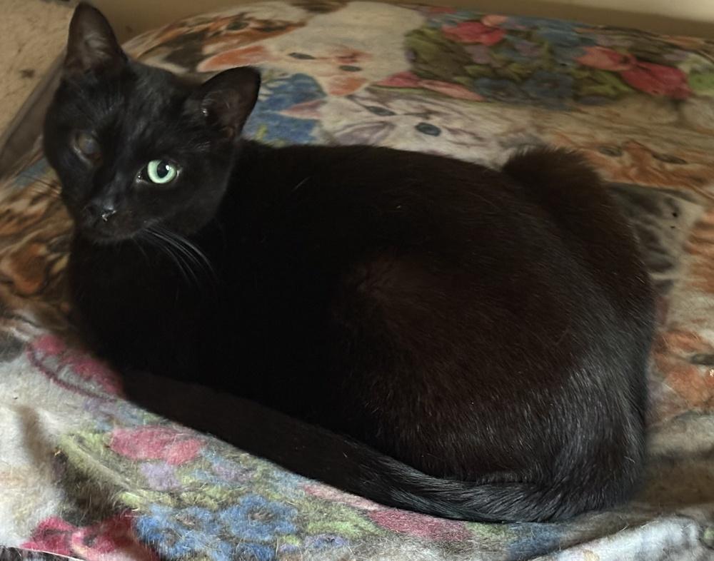 Elvira, Adoptable, Adult Female Domestic Short Hair.