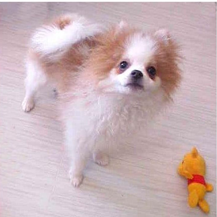 Bear, Adopted, Puppy Male Pomeranian.