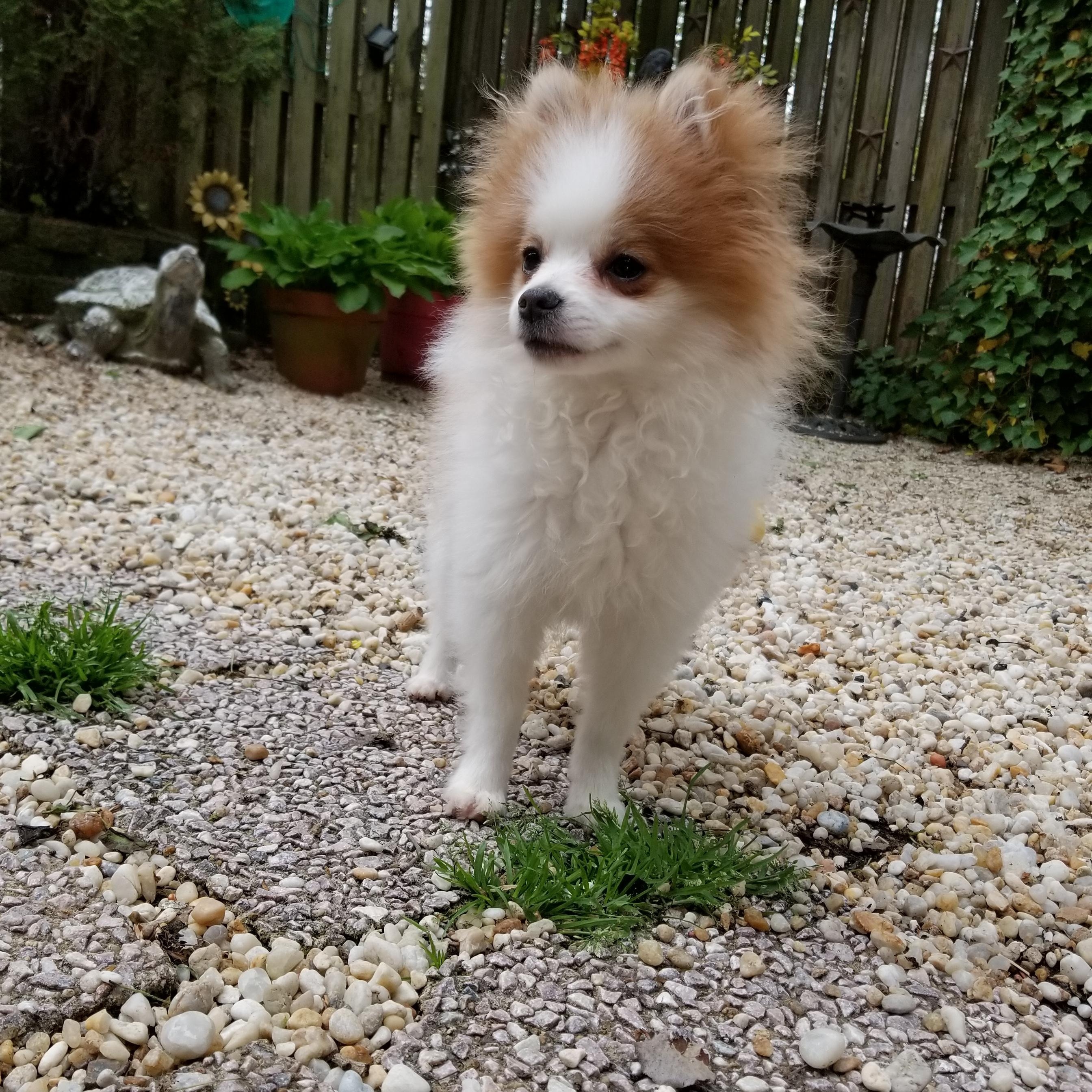 Enlarge Bear, a Adopted Pomeranian in California, MD image 2/5