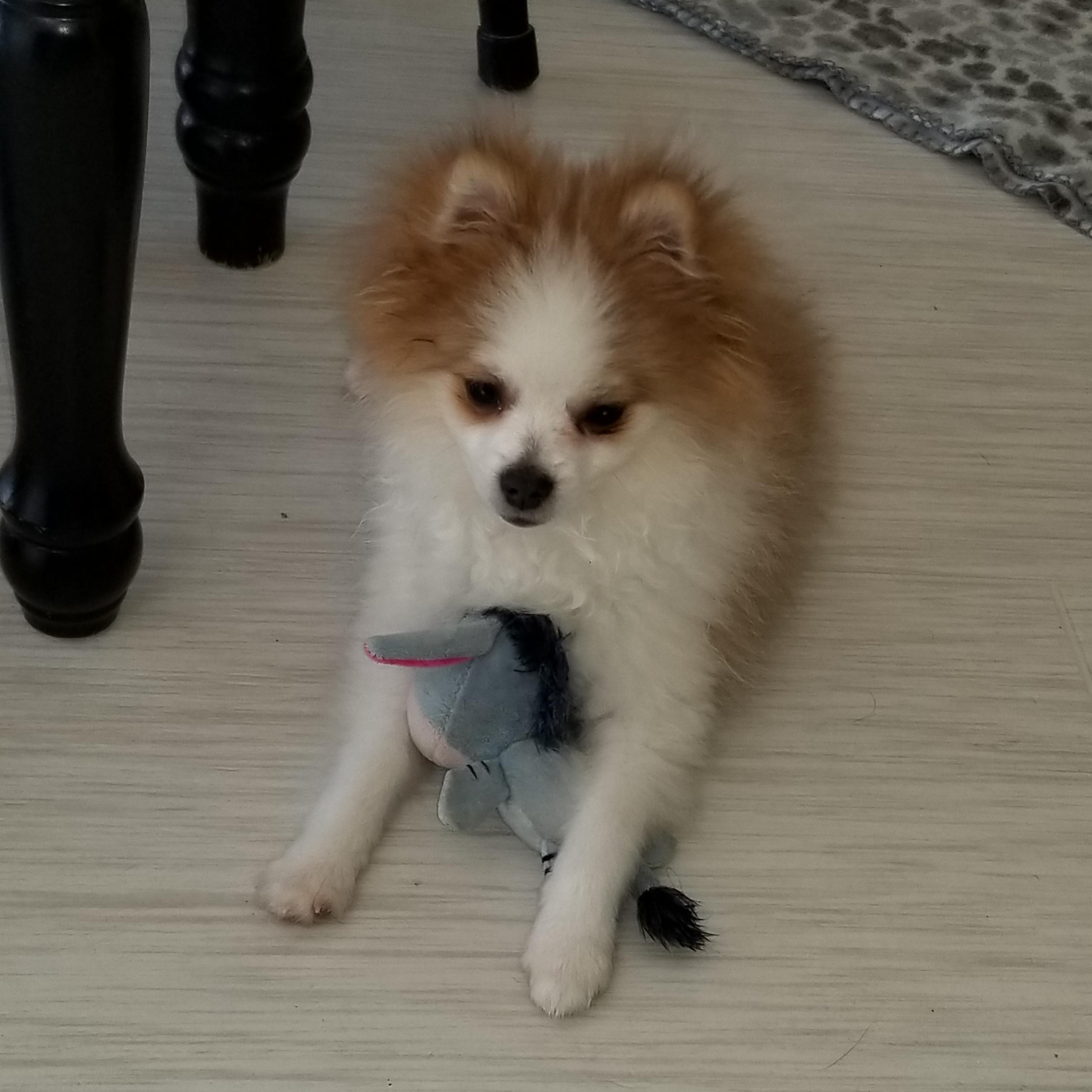 Enlarge Bear, a Adopted Pomeranian in California, MD image 3/5