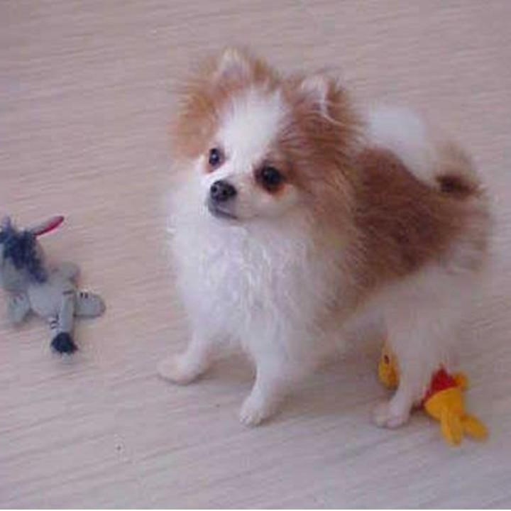 Enlarge Bear, a Adopted Pomeranian in California, MD image 4/5