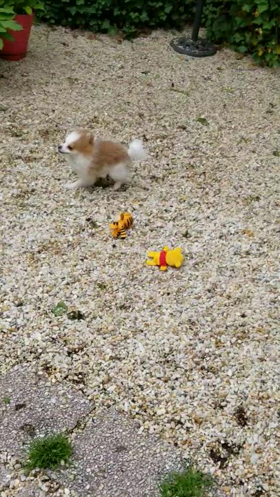 Enlarge Bear, a Adopted Pomeranian in California, MD video 5/5