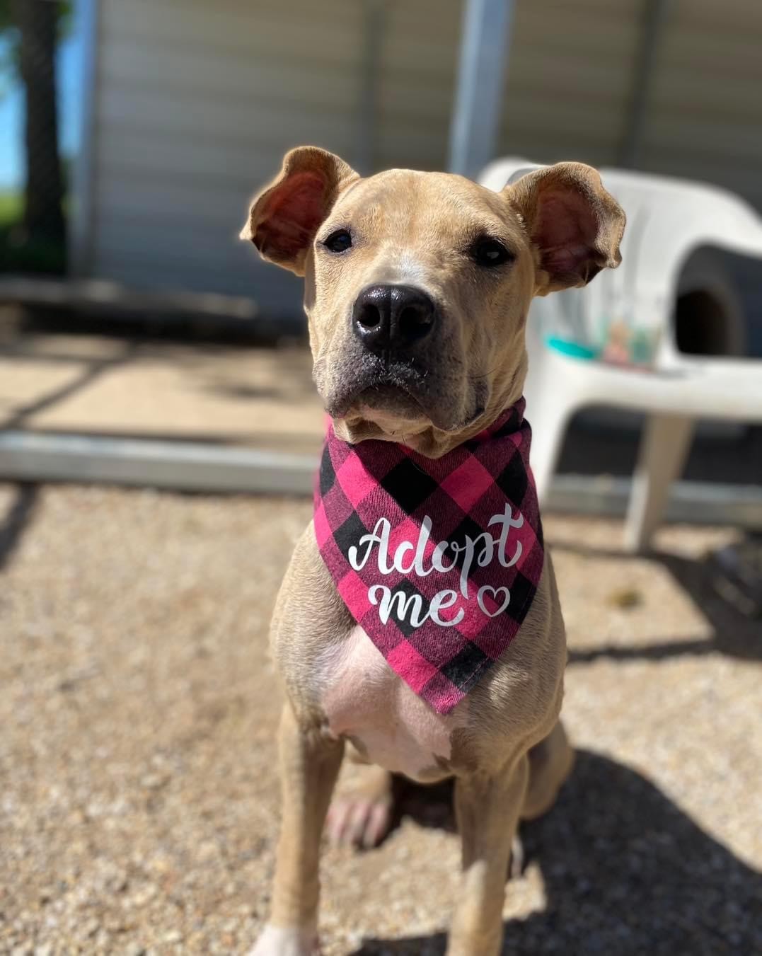 Enlarge Sweet Potato, an adoptable mixed breed in Centralia, IL image 1/1