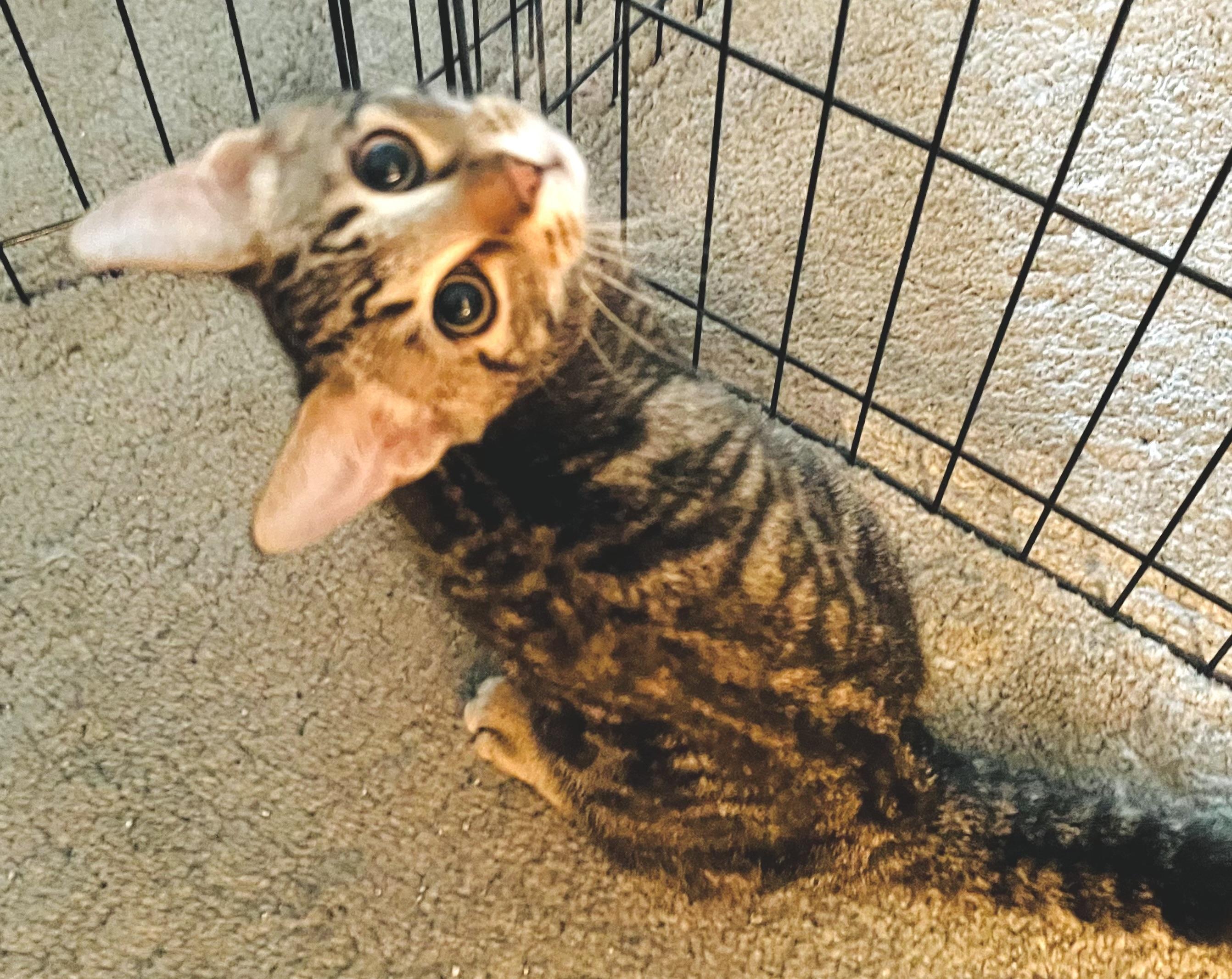 Enlarge Aston (Martin), a Adoptable Domestic Short Hair in Houston, TX image 1/1