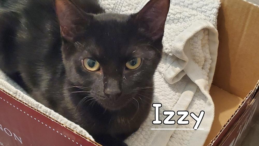 Izzy (must go with Grey), Adopted, Kitten Female Domestic Short Hair.