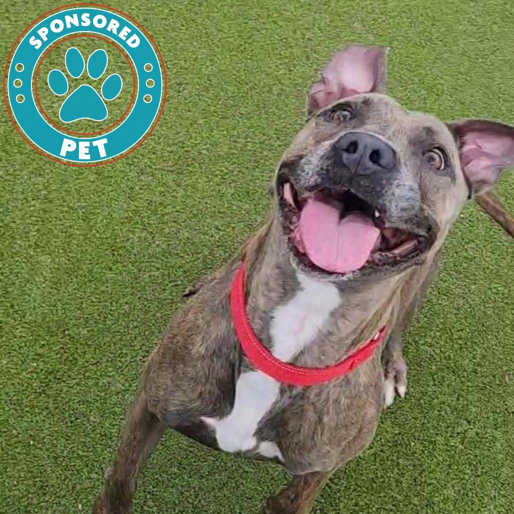 Enlarge Rylee, a Adoptable English Bulldog in Lakeland, FL image 1/2