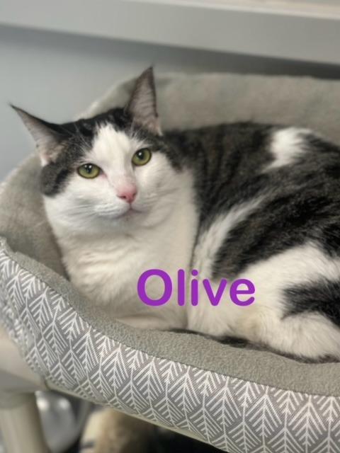 Enlarge OLIVE, a Adoptable mixed breed in New Bern, NC image 2/4