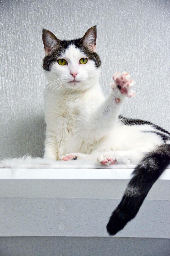 Enlarge OLIVE, a Adoptable mixed breed in New Bern, NC image 4/4