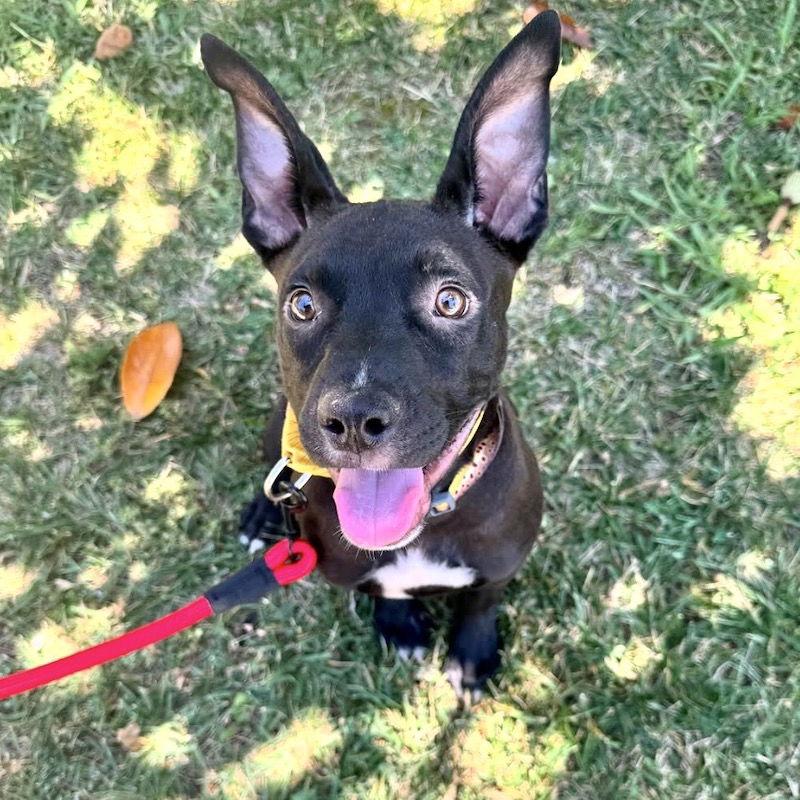 Bart, Adoptable, Young Male American Staffordshire Terrier.