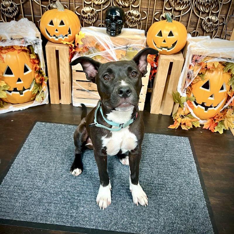 Enlarge Bart, a Adoptable mixed breed in San Juan Capistrano, CA image 2/3