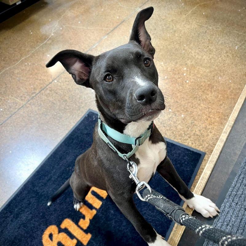 Enlarge Bart, a Adoptable mixed breed in San Juan Capistrano, CA image 3/3