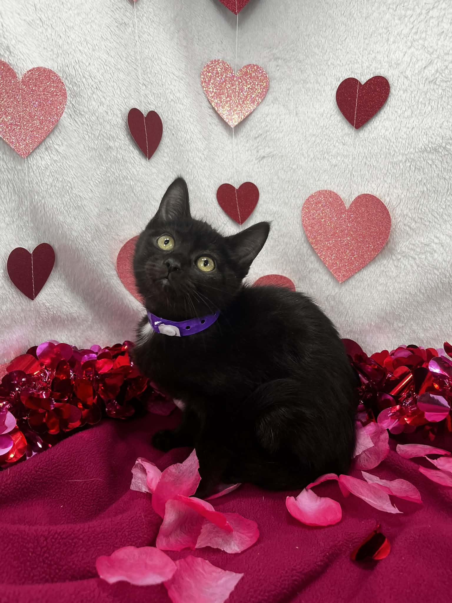 Antila , ADOPTABLE, Kitten Female Domestic Short Hair.