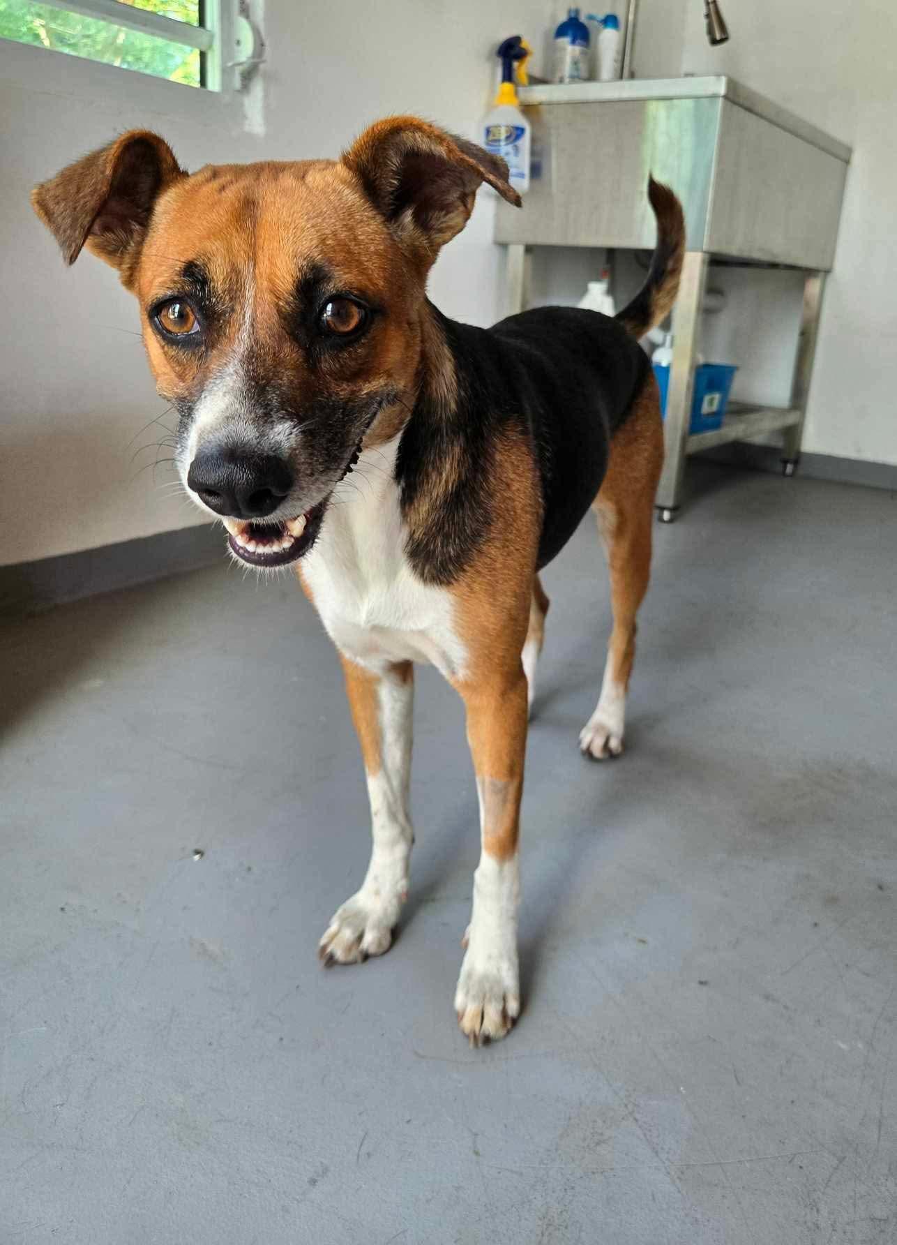 Arena - The Heartthrob, a Adopted mixed breed image 5/5