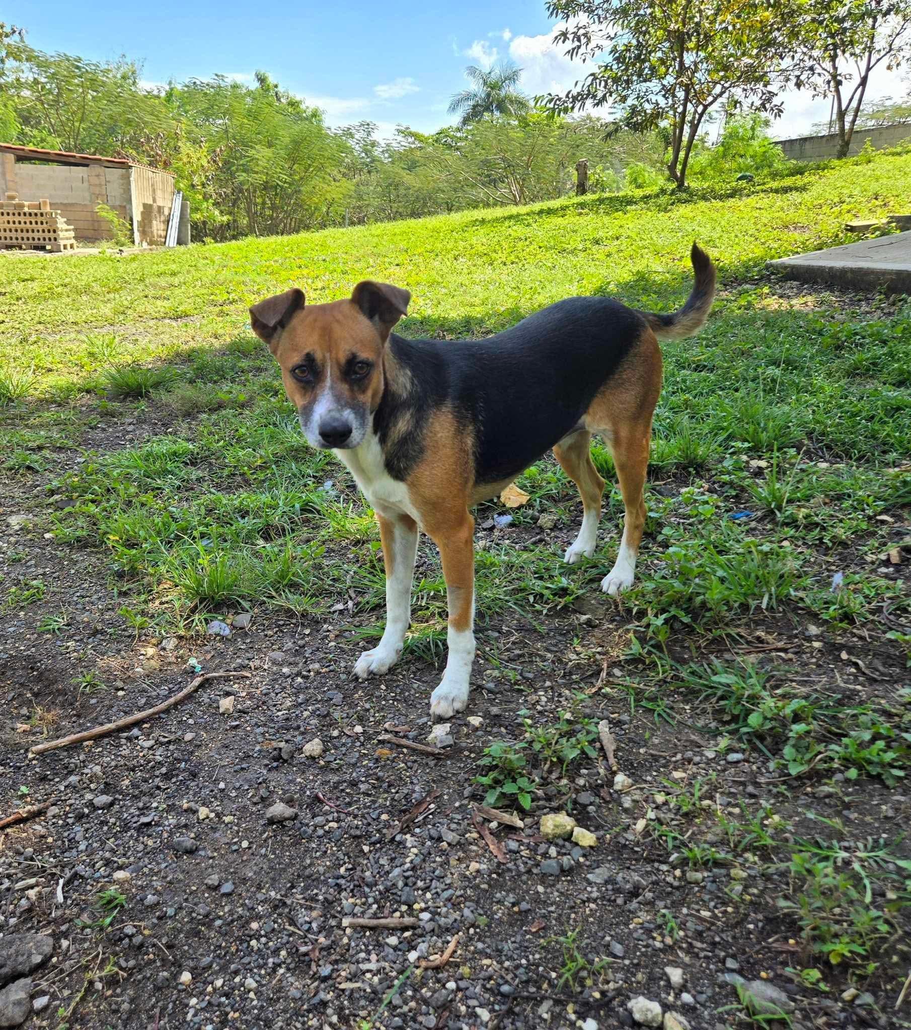 Arena - The Heartthrob, a Adopted mixed breed image 3/5