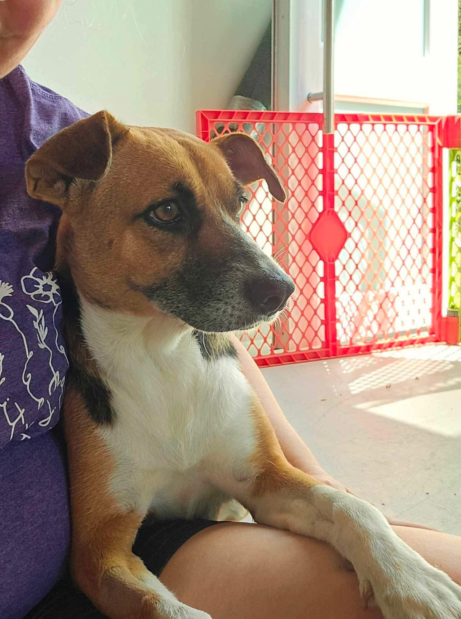 Arena - The Heartthrob, a Adopted mixed breed image 4/5