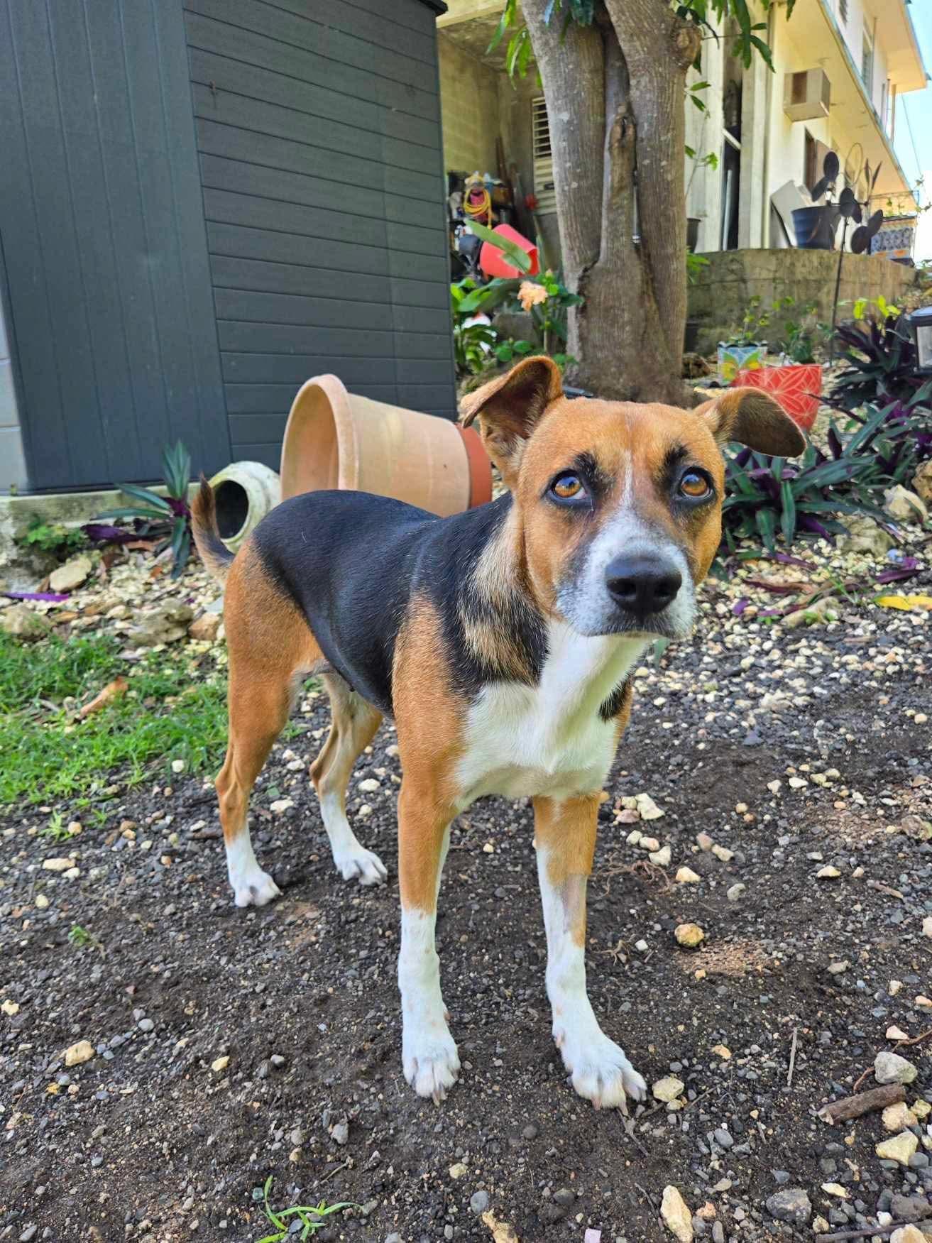 Arena - The Heartthrob, a Adopted mixed breed image 1/5