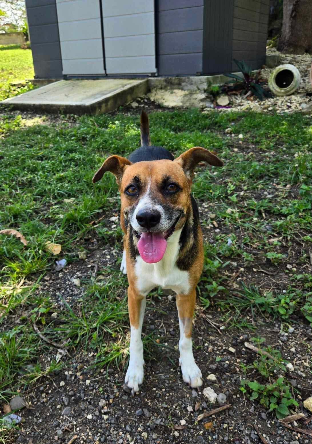 Arena - The Heartthrob, a Adopted mixed breed image 2/5