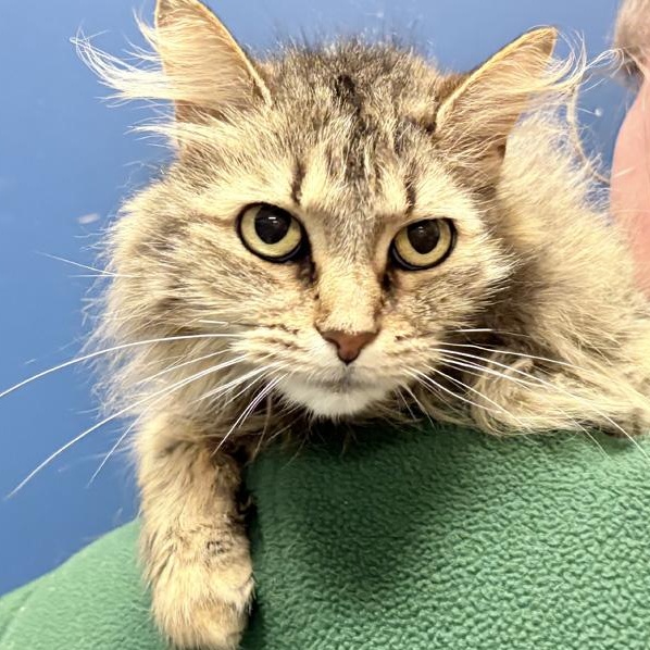 Dutchess, ADOPTABLE, Adult Female Domestic Long Hair.