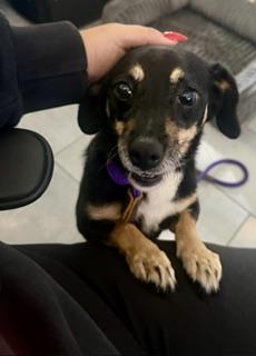 Enlarge Ginny, a ADOPTABLE mixed breed in Orlando, FL image 3/4