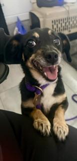 Enlarge Ginny, a ADOPTABLE mixed breed in Orlando, FL image 1/4