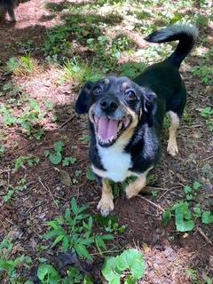 Enlarge Ginny, a ADOPTABLE mixed breed in Orlando, FL image 2/4