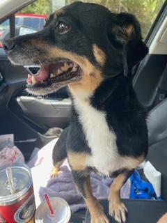Enlarge Ginny, a ADOPTABLE mixed breed in Orlando, FL image 4/4