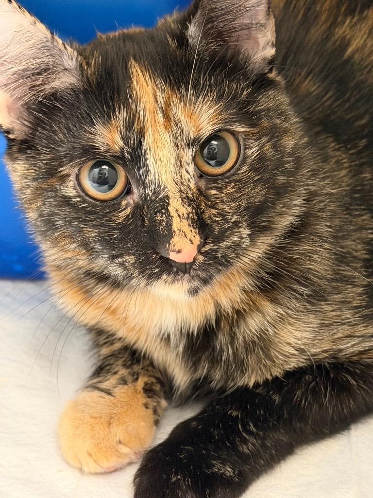 Cayenne, Adoptable, Kitten Female American Shorthair.