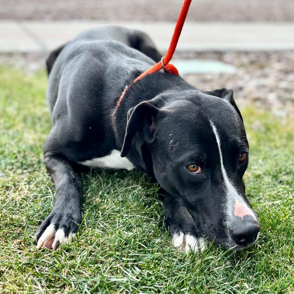 Enlarge Sanders, a Adoptable mixed breed in Great Falls, MT image 1/2