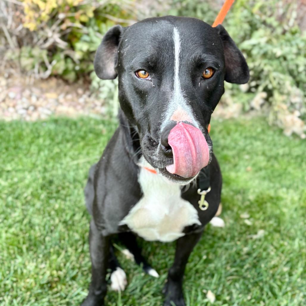 Enlarge Sanders, a Adoptable mixed breed in Great Falls, MT image 2/2