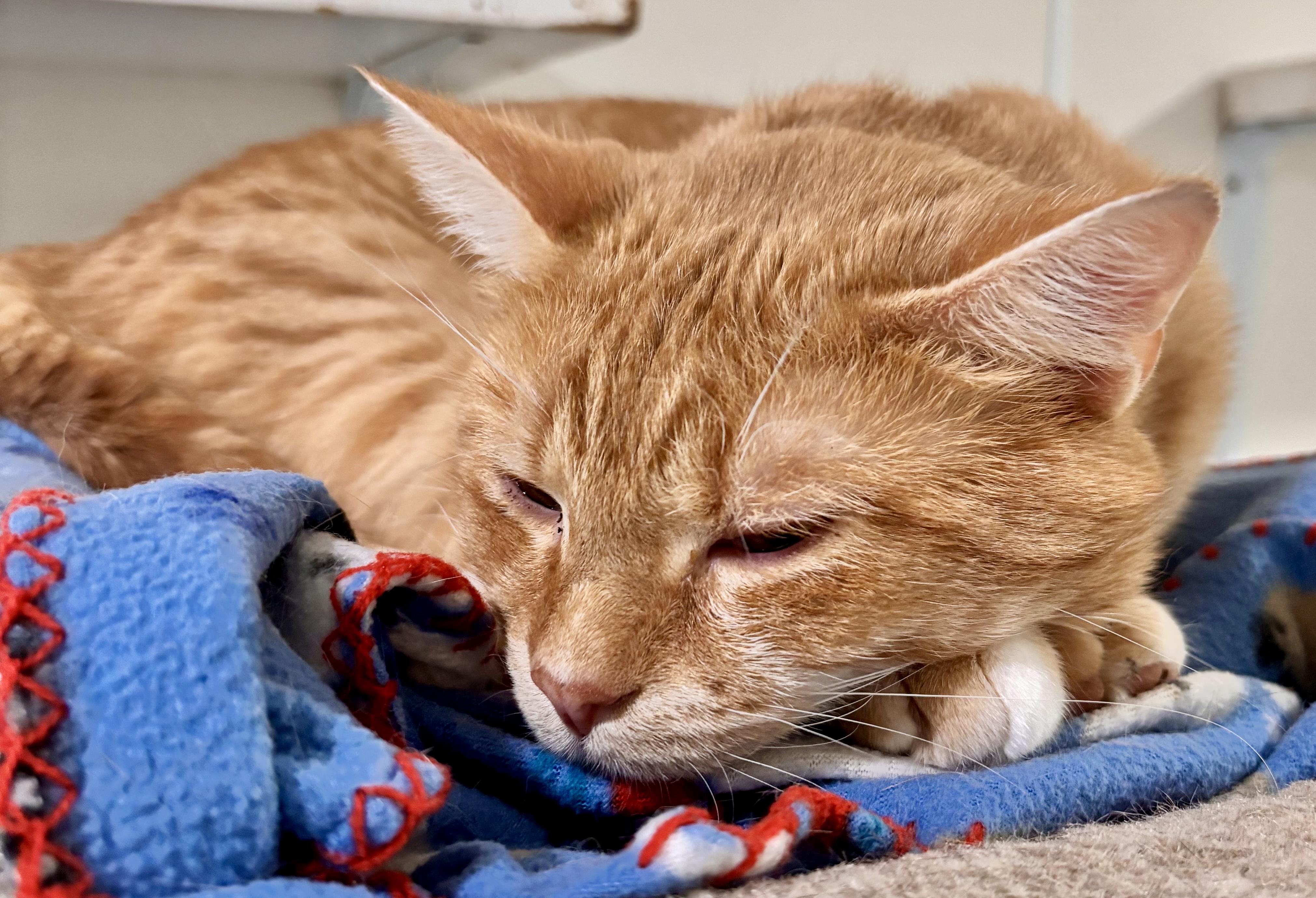 Apollo, Adoptable, Young Male Domestic Short Hair.